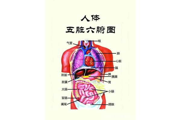 奇门遁甲丙是什么器官