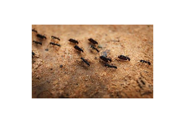 奇门遁甲蚂蚁代表什么