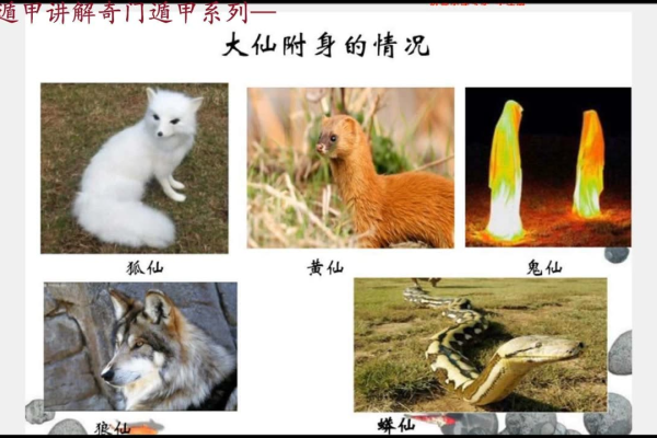 奇门遁甲之什么动物